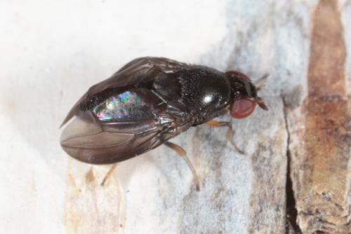 Stegana sp.